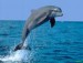 delfín skákavý